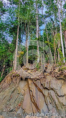 Tropical forests are the lungs of the world Stock Photo