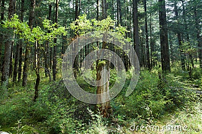 Tropical forests, moss on tree roots Stock Photo