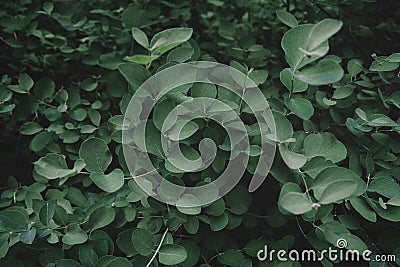 Tropical fresh green leaves pattern as textured and background Stock Photo