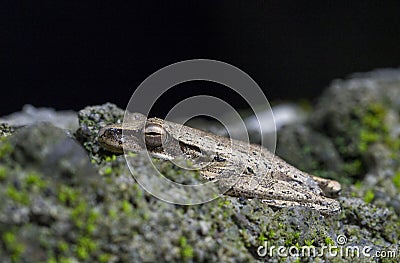 Tropical frog in mossy stone macrophoto. Brown toad eyes closeup. Stock Photo