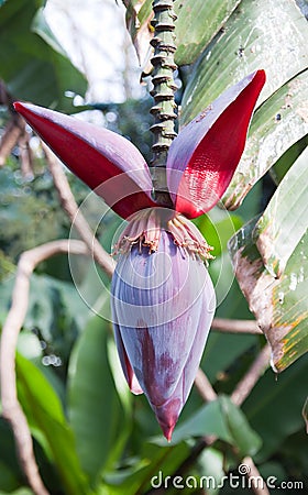 Tropical fruit Stock Photo