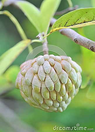 Tropical fruit Stock Photo