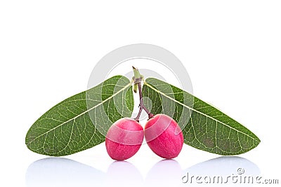 Tropical fruit Carunda or Karonda isolated on white Stock Photo