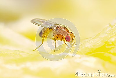 Tropical Fruit Fly Drosophila Diptera Parasite Insect Pest on Ripe Fruit Vegetable Stock Photo