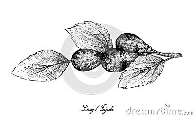 Hand Drawn of Jujube or Lang Fruits on White Background Vector Illustration