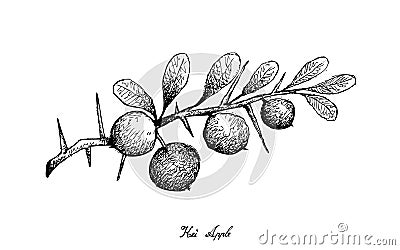 Hand Drawn of Kei Apple Fruits on White Background Vector Illustration