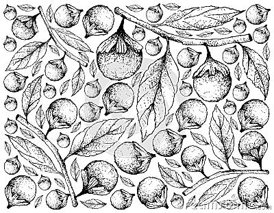 Hand Drawn Background of Cordia Caffra Fruits Vector Illustration