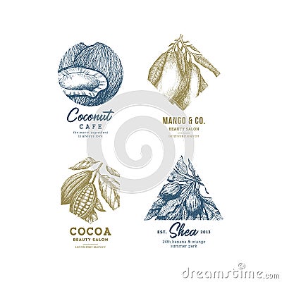 Tropical fruit logo collection. Engraved logotype set. Coconut, mango, cocoa, shea. Vector illustration Vector Illustration