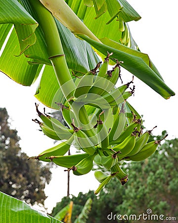 Tropical fruit in our backyard Stock Photo