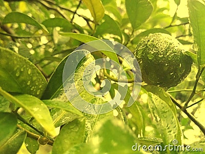 Tropical fruit tangerine Stock Photo