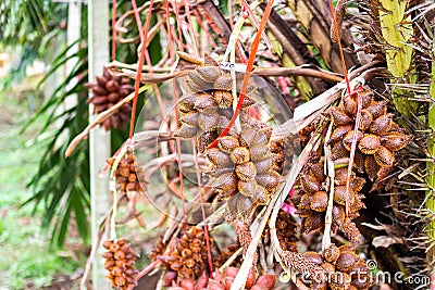 Tropical fruit in thailand Stock Photo