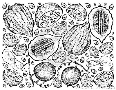 Hand Drawn Background of Monk Fruit and Etrog Vector Illustration