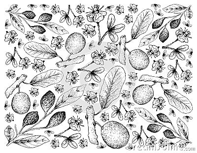 Hand Drawn Background of Chebulic Myrobalans and African Mangosteen Stock Photo