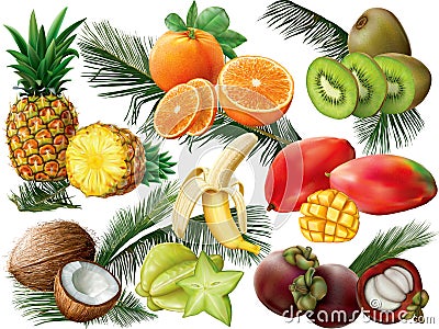 Tropical fruits with palm leaves Vector Illustration