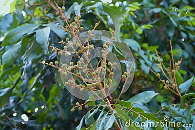 Tropical fruits small longan in organic farm Stock Photo