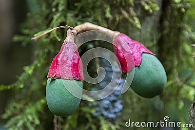 Tropical fruts in forest at Amboro national park. Stock Photo