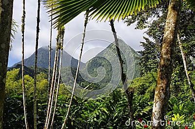 The tropical garden of Balata, Martinique Stock Photo