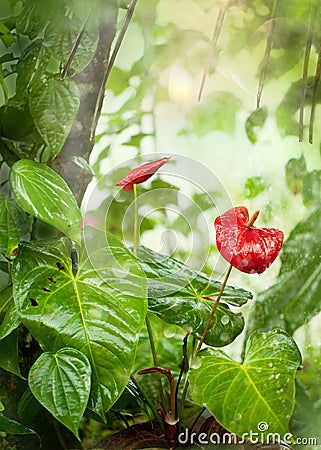 Tropical Garden in the Monsoon Rains Stock Photo