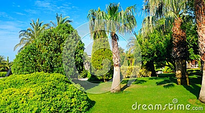 Tropical garden with palm trees and green lawns. Wide photo Stock Photo