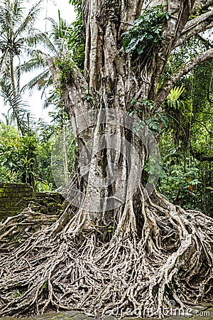 Tropical giant trees at the Pura Kehen temple in Bali, Indonesia, Asia Stock Photo