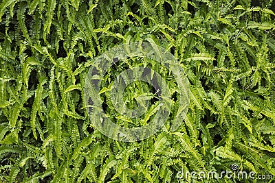 Tropical green ferns background Stock Photo