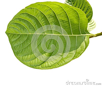 Tropical green foliage with branches isolated on white backgrounds Stock Photo