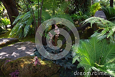 Tropical green forest with many kind of plant Stock Photo