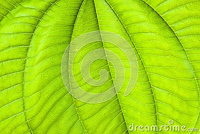 Tropical green leaf - abstract background Stock Photo