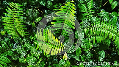 Tropical green leaf Stock Photo