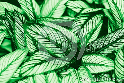 Tropical green leaf greenary leaves Stock Photo