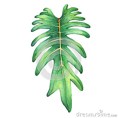 Tropical green leaf of philodendron Xanadu plant. Stock Photo