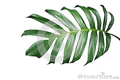 Tropical Green Leaf Of Split-leaf Philodendron Monstera Plant Is