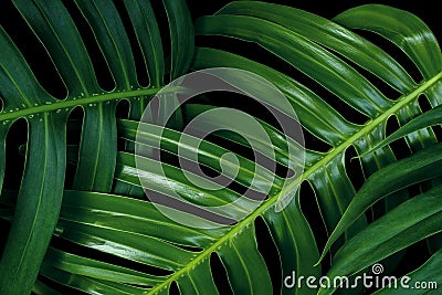 Tropical green leaf textures on black background, Monstera philodendron plant close up for wall art decoration. Stock Photo