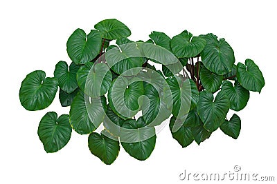 Tropical Green Leaves foliage, Jungle Plant bushes isolated on white background with clipping path included. Stock Photo