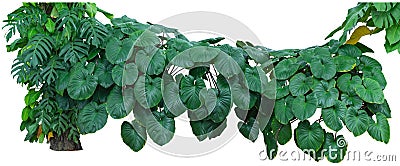 Tropical Green Leaves foliage, Jungle Plant bushes isolated on white background with clipping path included Stock Photo