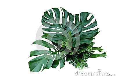 Tropical green leaves forest plant Monstera, fern, and climbing birdâ€™s nest fern foliage plants floral bunch for wedding and Stock Photo