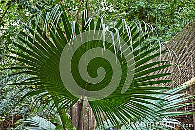 Tropical green leaves Stock Photo