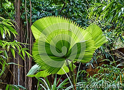 Tropical green leaves Stock Photo