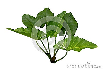 Tropical green leaves Philodendron Heartleaf plant isolated on white background, clipping path Stock Photo