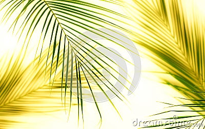 Tropical green palm leaves pattern . Plant abstract Stock Photo