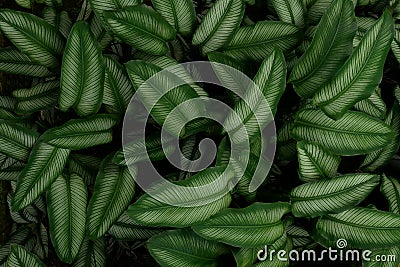 Tropical green Pin Stripe Calathea leaves ornamental plants nature dark background. Stock Photo