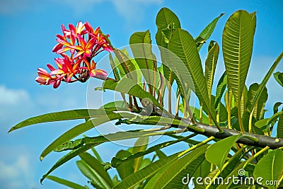 Tropical hawaiian flower Plumeria Stock Photo