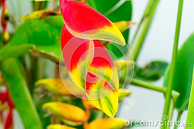 Tropical heliconia flower Stock Photo
