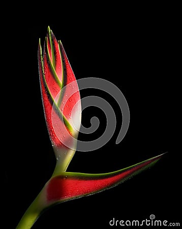 Tropical Heliconia flower Stock Photo