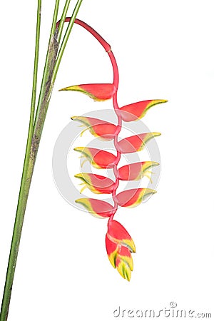 Tropical heliconia flower Stock Photo