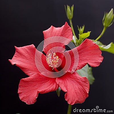 Tropical Hibiscus Stock Photo