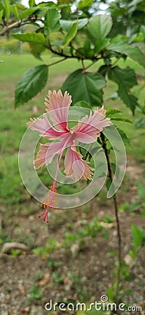 Tropical Hibiscus flower Papua New Guinea Stock Photo