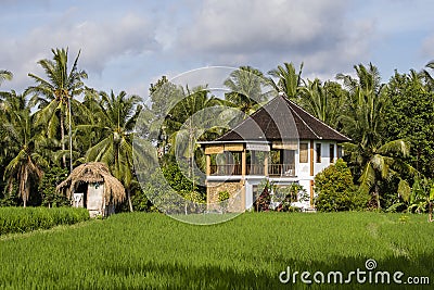 Tropical house with a tiled roof among rice fields. Island Bali, Indonesia Stock Photo