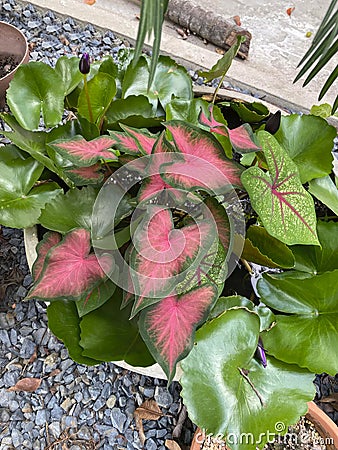 Lance Leaf Caladiums (Strap leaf), Caladium Galaxy and water lily plant in big vase. Stock Photo