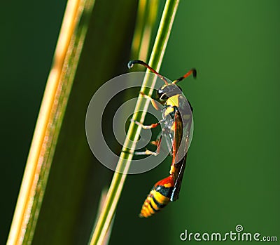 Tropical insect in nature. Thread-waisted wasp on palm leaf. Unusual exotic tropical wasp. Stock Photo
